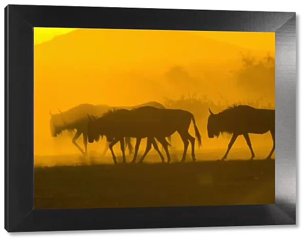 africa, animal behavior, animal themes, animals in the wild, antelope, backlit, beauty in nature