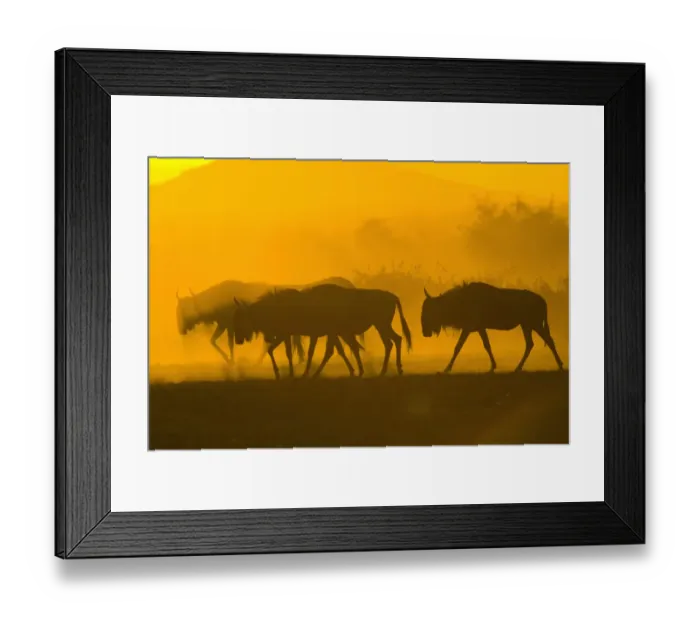 Framed Print : africa, animal behavior, animal themes, animals in the wild, antelope, backlit, beauty in nature Framed Print : africa, animal behavior, animal themes, animals in the wild, antelope, backlit, beauty in nature