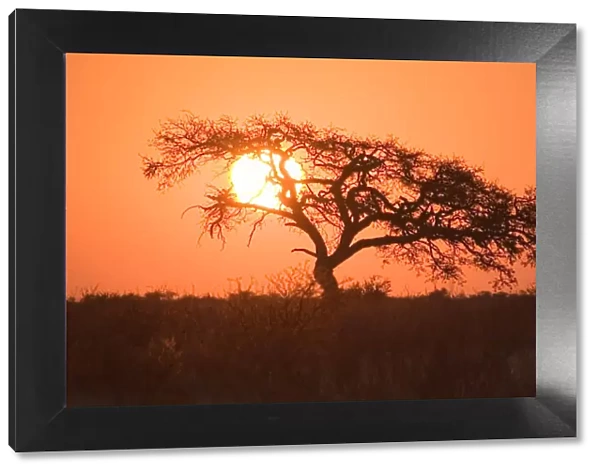 backlit, beauty in nature, botswana, clear sky, dusk, glowing, grass, horizon, horizon over land