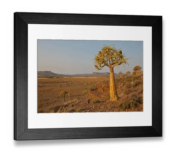 Framed Print : afternoon sun, baobab, beauty in nature, clear sky, day, distant, horizontal, idyllic Framed Print : afternoon sun, baobab, beauty in nature, clear sky, day, distant, horizontal, idyllic
