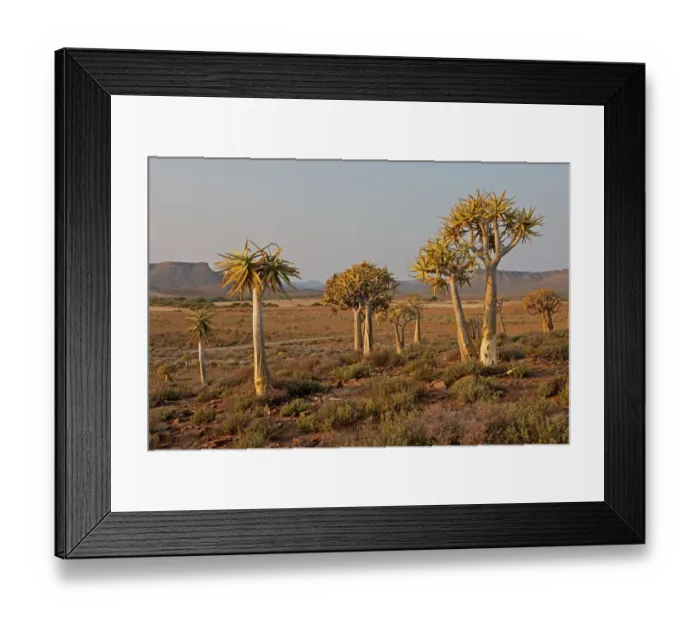 Framed Print : afternoon sun, baobab, beauty in nature, clear sky, day, distant, horizontal, idyllic Framed Print : afternoon sun, baobab, beauty in nature, clear sky, day, distant, horizontal, idyllic