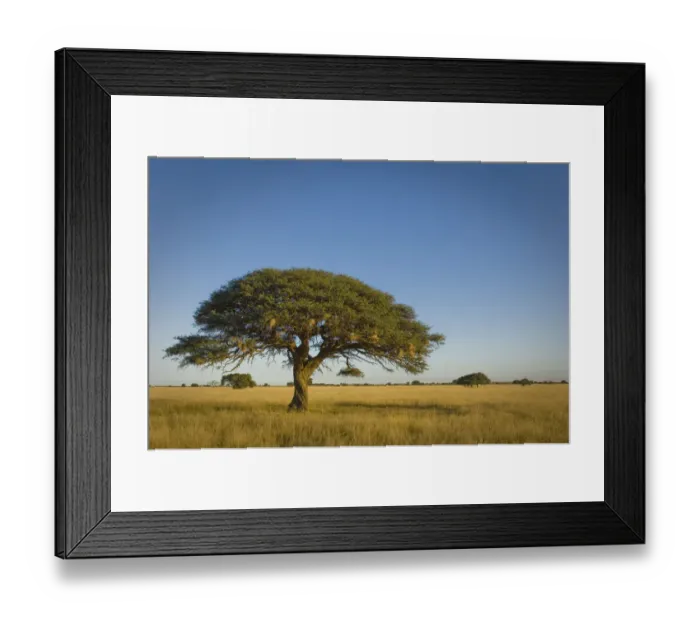 Framed Print : absence, acacia tree, beauty in nature, clear sky, day, grass area, horizon over land Framed Print : absence, acacia tree, beauty in nature, clear sky, day, grass area, horizon over land