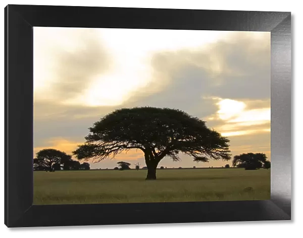 acacia tree, beauty in nature, day, flat, grass area, horizontal, idyllic, landscape