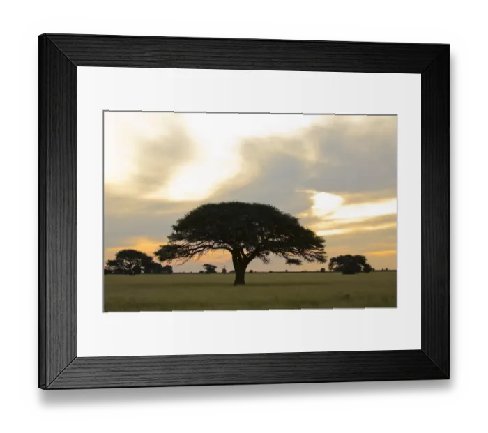 Framed Print : acacia tree, beauty in nature, day, flat, grass area, horizontal, idyllic, landscape Framed Print : acacia tree, beauty in nature, day, flat, grass area, horizontal, idyllic, landscape