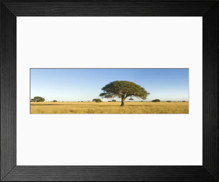Framed Print : absence, acacia tree, beauty in nature, day, flat, grass arean, horizon over land Framed Print : absence, acacia tree, beauty in nature, day, flat, grass arean, horizon over land
