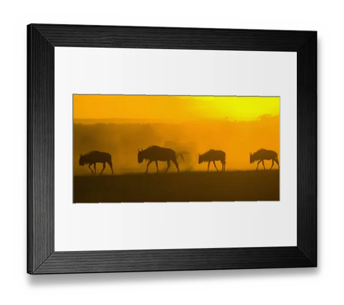 Framed Print : africa, animal behavior, animal themes, animals in the wild, antelope, backlit, beauty in nature