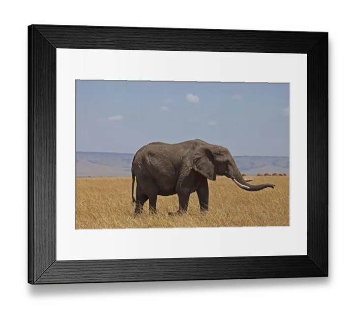 Framed Print : africa, african bush elephant, african elephant, animal themes, animals in the wild Framed Print : africa, african bush elephant, african elephant, animal themes, animals in the wild