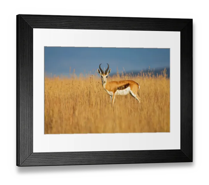 Framed Print : animal themes, animals in the wild, antelope, antidorcas marsupialis, beauty in nature