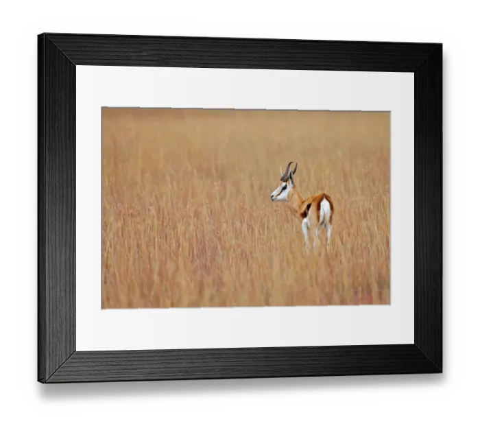 Framed Print : animal themes, animals in the wild, antelope, antidorcas marsupialis, beauty in nature Framed Print : animal themes, animals in the wild, antelope, antidorcas marsupialis, beauty in nature