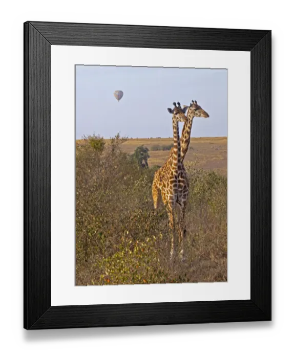 Framed Print : africa, animal themes, animals in the wild, beauty in nature, bonding, bush, day Framed Print : africa, animal themes, animals in the wild, beauty in nature, bonding, bush, day
