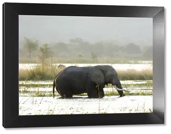 african bush elephant, animal themes, beauty in nature, day, horizontal, landscape