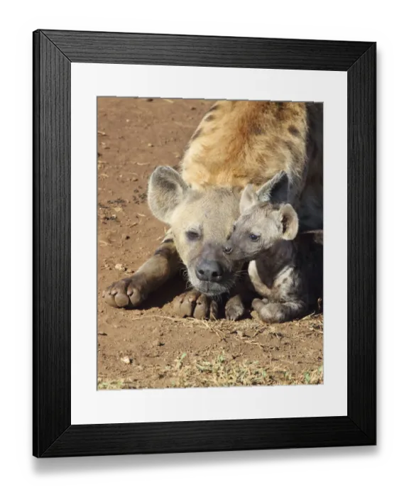 Framed Print : animal, animal head, animals in the wild, bond, bonding, calmness, care, caring, close-up Framed Print : animal, animal head, animals in the wild, bond, bonding, calmness, care, caring, close-up