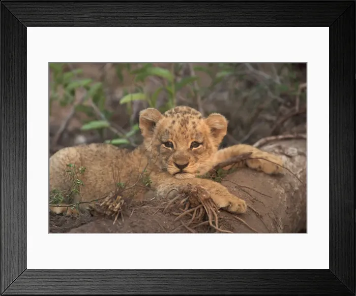 Framed Print : A young lion cub lying on a fallen tree looking towards camera