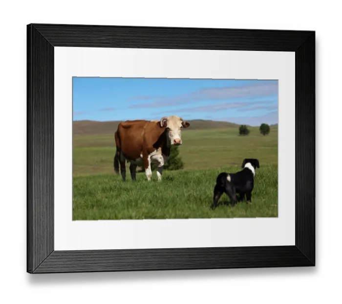 Framed Print : Cow and Dog face to face, Southern Drakensberg, Kwazulu Natal, South Africa Framed Print : Cow and Dog face to face, Southern Drakensberg, Kwazulu Natal, South Africa