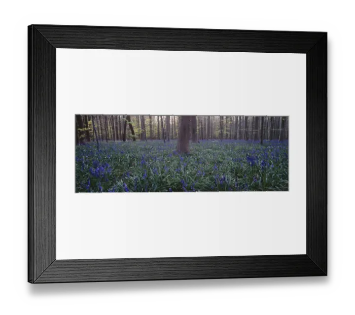 Framed Print : abundance, beauty in nature, belgium, blue, bluebell, day, flemish brabant, flower Framed Print : abundance, beauty in nature, belgium, blue, bluebell, day, flemish brabant, flower