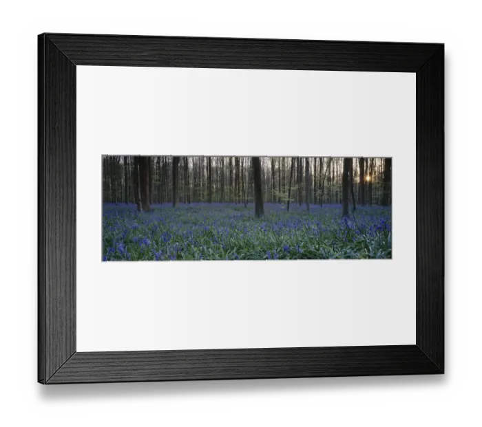 Framed Print : abundance, beauty in nature, belgium, blue, bluebell, flemish brabant, flower, forest Framed Print : abundance, beauty in nature, belgium, blue, bluebell, flemish brabant, flower, forest