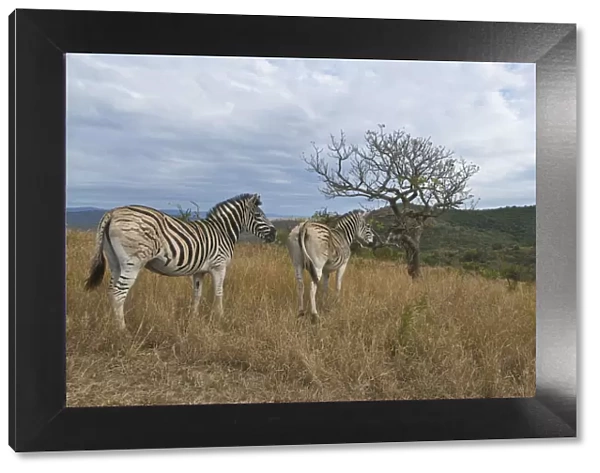 animals in the wild, burchells zebra, day, equus burchelli, full length, grass area