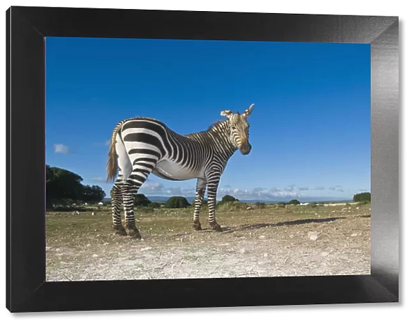 animals in the wild, cape mountain zebra, clear sky, day, de hoop nature reserve