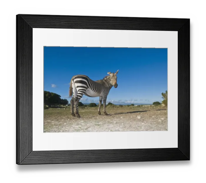 Framed Print : animals in the wild, cape mountain zebra, clear sky, day, de hoop nature reserve Framed Print : animals in the wild, cape mountain zebra, clear sky, day, de hoop nature reserve