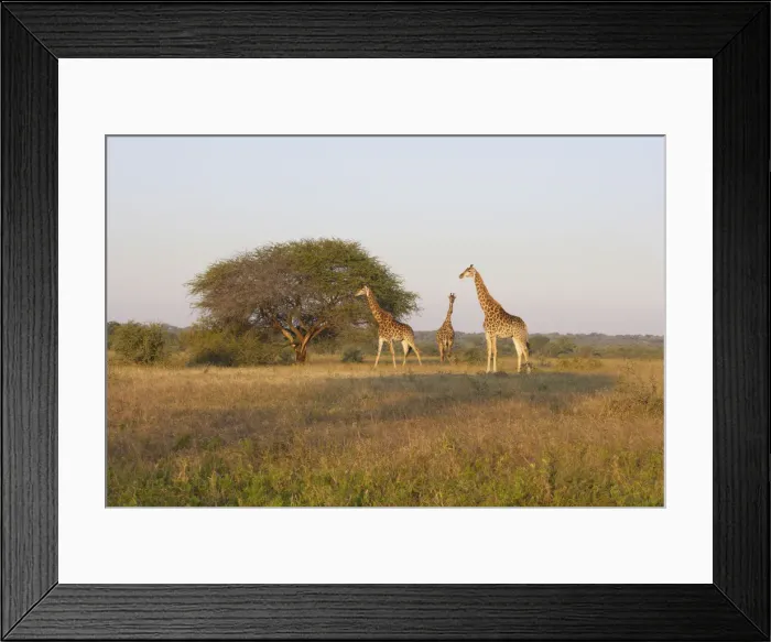 Framed Print : solitude, animal behavior, animals in the wild, attraction, blue sky, carefree, color Framed Print : solitude, animal behavior, animals in the wild, attraction, blue sky, carefree, color