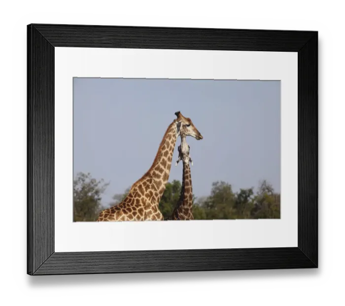 Framed Print : animal, animal behavior, animals in the wild, blue sky, browser, caring, color, copy space Framed Print : animal, animal behavior, animals in the wild, blue sky, browser, caring, color, copy space