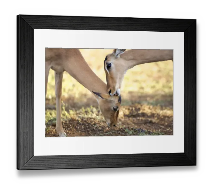 Framed Print : aepyceros melampus, animal themes, animals in the wild, beauty in nature, bending Framed Print : aepyceros melampus, animal themes, animals in the wild, beauty in nature, bending
