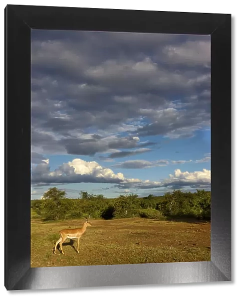 aepyceros melampus, animal themes, animals in the wild, beauty in nature, cloud, day