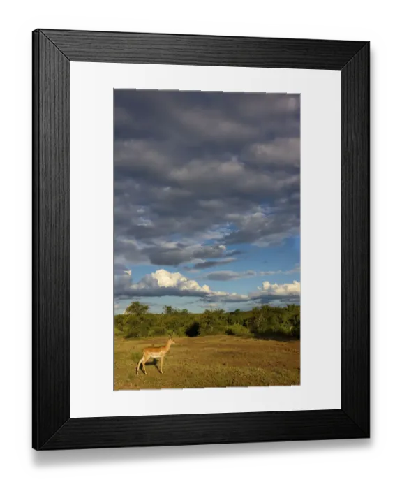 Framed Print : aepyceros melampus, animal themes, animals in the wild, beauty in nature, cloud, day Framed Print : aepyceros melampus, animal themes, animals in the wild, beauty in nature, cloud, day