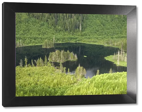 aerial view, alaska, coastline, color image, day, forest, green, horizontal, lake