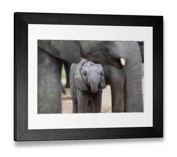 Framed Print : animal themes, animals in the wild, beauty in nature, calf, day, elephant, endangered species Framed Print : animal themes, animals in the wild, beauty in nature, calf, day, elephant, endangered species