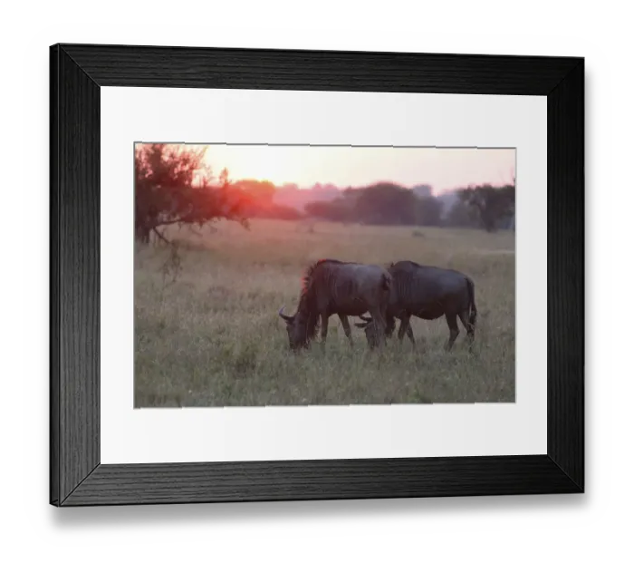 Framed Print : ambient, animal, animal behavior, animals in the wild, antelope, backlit, blue wildebeest Framed Print : ambient, animal, animal behavior, animals in the wild, antelope, backlit, blue wildebeest