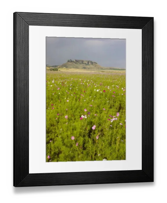 Framed Print : beauty in nature, blossom, cosmos flower, day, free state province, idyllic, landscape