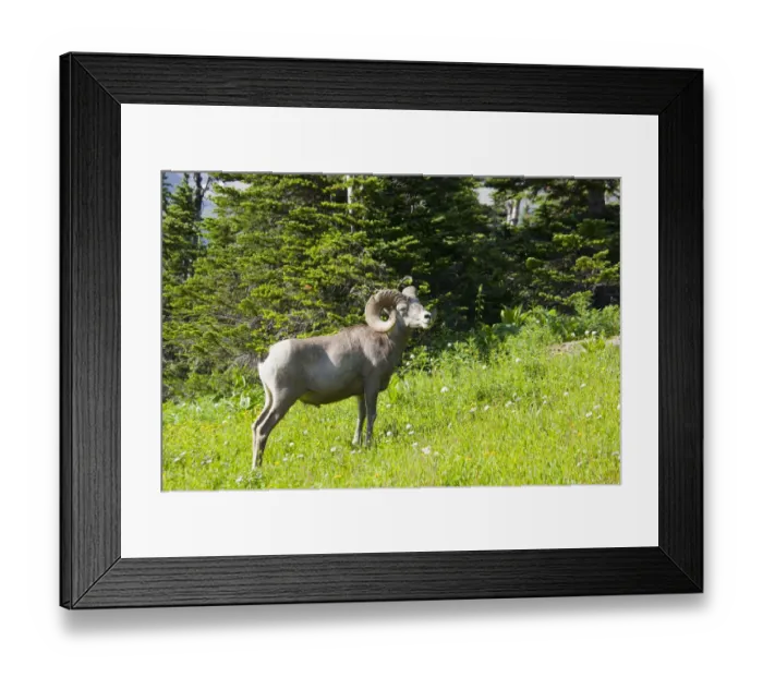 Framed Print : animals in the wild, bighorn sheep, color image, day, full length, grass, horizontal Framed Print : animals in the wild, bighorn sheep, color image, day, full length, grass, horizontal