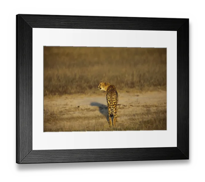 Framed Print : mpumalanga province, acinonyx jubatus, adapt, adaptation, alert, alone, animal, animal behavior