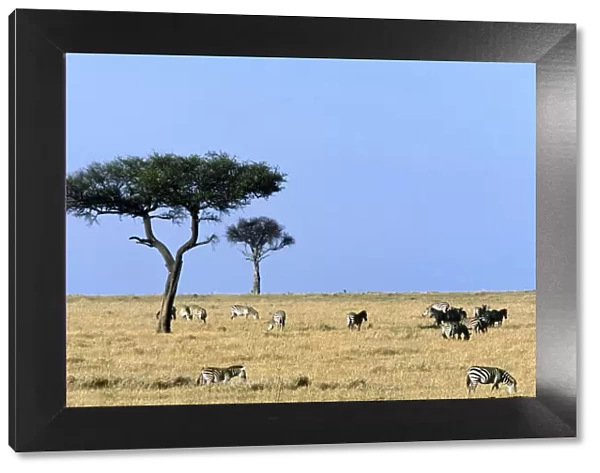 animals in the wild, clear sky, color image, day, grazing, horizon over land, horizontal