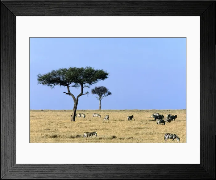 Framed Print : animals in the wild, clear sky, color image, day, grazing, horizon over land, horizontal Framed Print : animals in the wild, clear sky, color image, day, grazing, horizon over land, horizontal