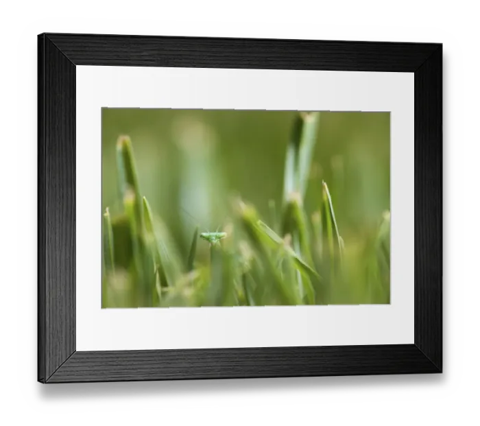 Framed Print : animal head, animal themes, animals in the wild, beauty in nature, botanical garden