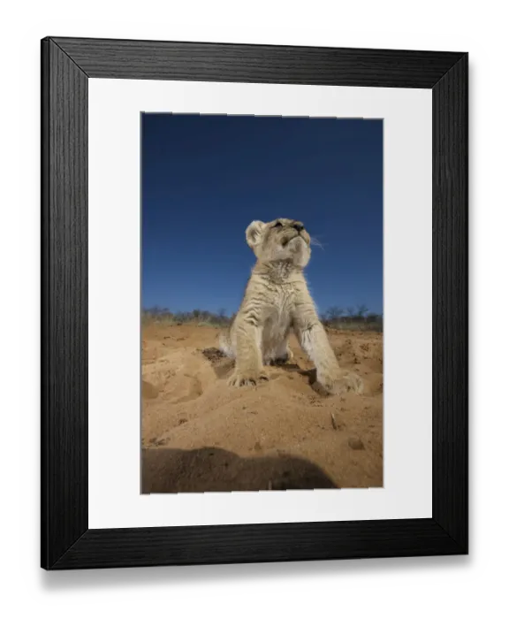 Framed Print : animal themes, animals in the wild, big cat, clear sky, cub, day, desert, feline Framed Print : animal themes, animals in the wild, big cat, clear sky, cub, day, desert, feline