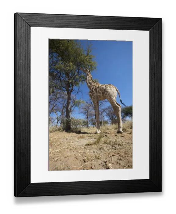 Framed Print : animal themes, arid, beauty in nature, day, full length, giraffa camelopardalis, giraffe