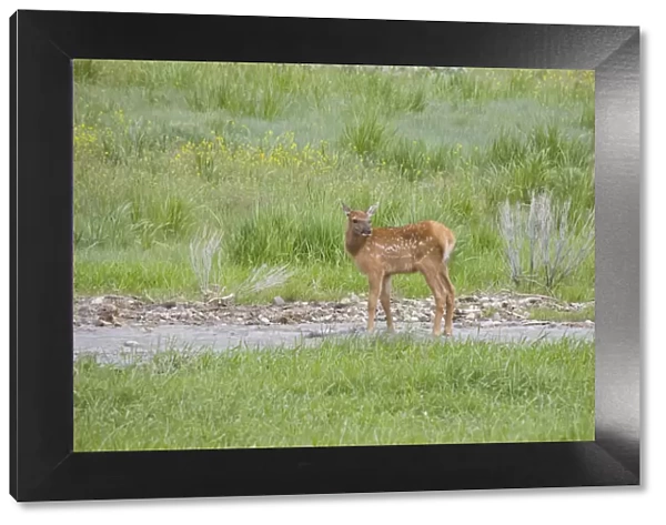 antler, cervus canadensis, color image, day, elk, focus on foreground, full length