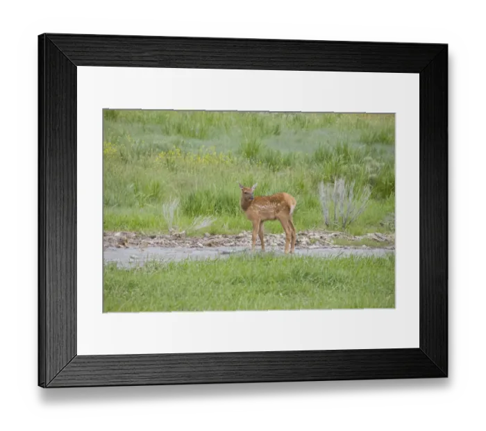Framed Print : antler, cervus canadensis, color image, day, elk, focus on foreground, full length Framed Print : antler, cervus canadensis, color image, day, elk, focus on foreground, full length