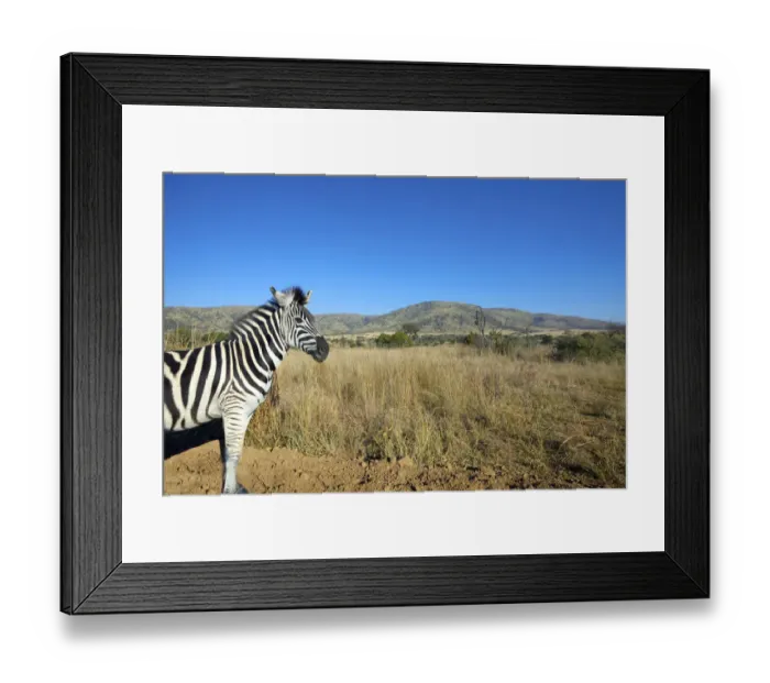 Framed Print : animal themes, animals in the wild, beauty in nature, clear sky, day, hill, horizontal