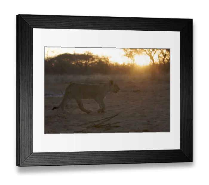 Framed Print : animal themes, animals in the wild, beauty in nature, big cat, desert, dusk, feline Framed Print : animal themes, animals in the wild, beauty in nature, big cat, desert, dusk, feline