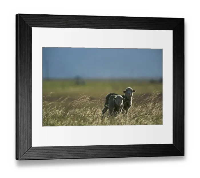 Framed Print : animal behavior, attract, attracting, attraction, blue sky, bond, bonding, calm, calmness Framed Print : animal behavior, attract, attracting, attraction, blue sky, bond, bonding, calm, calmness