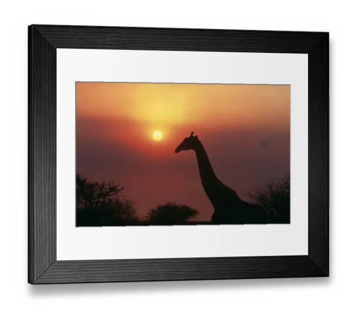 Framed Print : alone, amazing, animal, animal behavior, animal head, animals in the wild, attraction Framed Print : alone, amazing, animal, animal behavior, animal head, animals in the wild, attraction