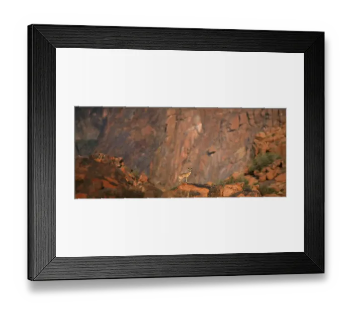 Framed Print : animal, western cape province, adventurous, africa, alone, animal behavior, animals in the wild Framed Print : animal, western cape province, adventurous, africa, alone, animal behavior, animals in the wild