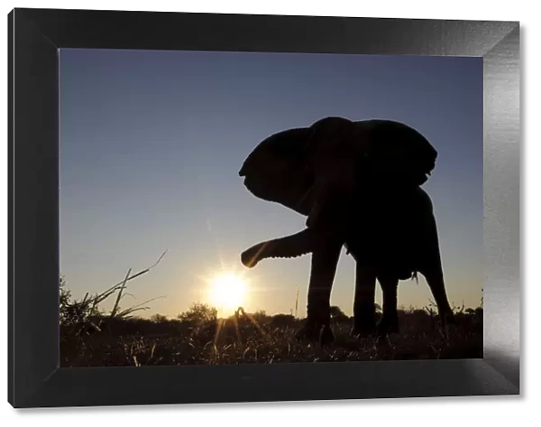 african bush elephant, animal themes, animals in the wild, beauty in nature, botswana