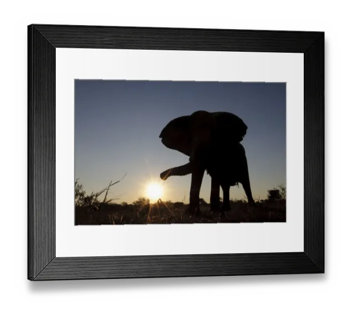 Framed Print : african bush elephant, animal themes, animals in the wild, beauty in nature, botswana