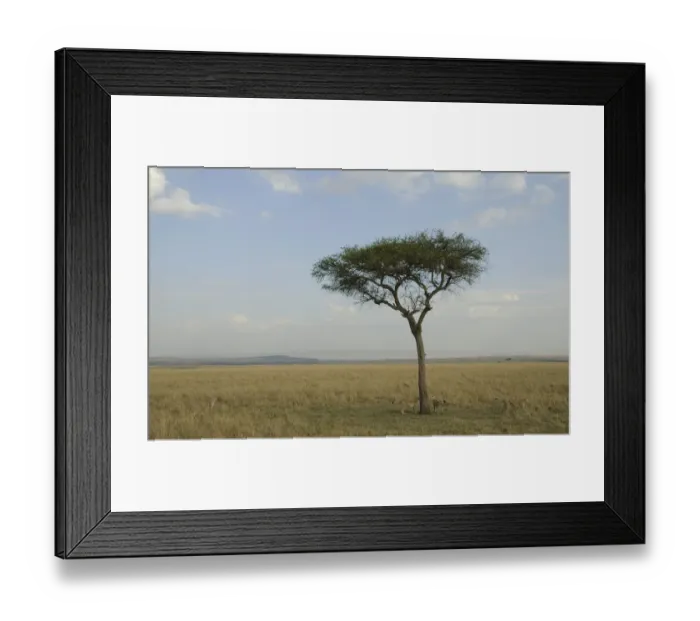 Framed Print : acinonyx jubatus, animal themes, animals in the wild, beauty in nature, cheetah, day Framed Print : acinonyx jubatus, animal themes, animals in the wild, beauty in nature, cheetah, day