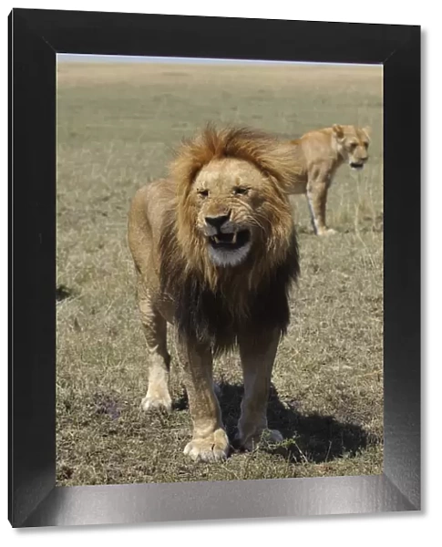 aggression, animal themes, animals in the wild, arid, beauty in nature, big cat, challenge